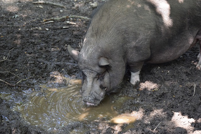 中国选手参 中国选手参